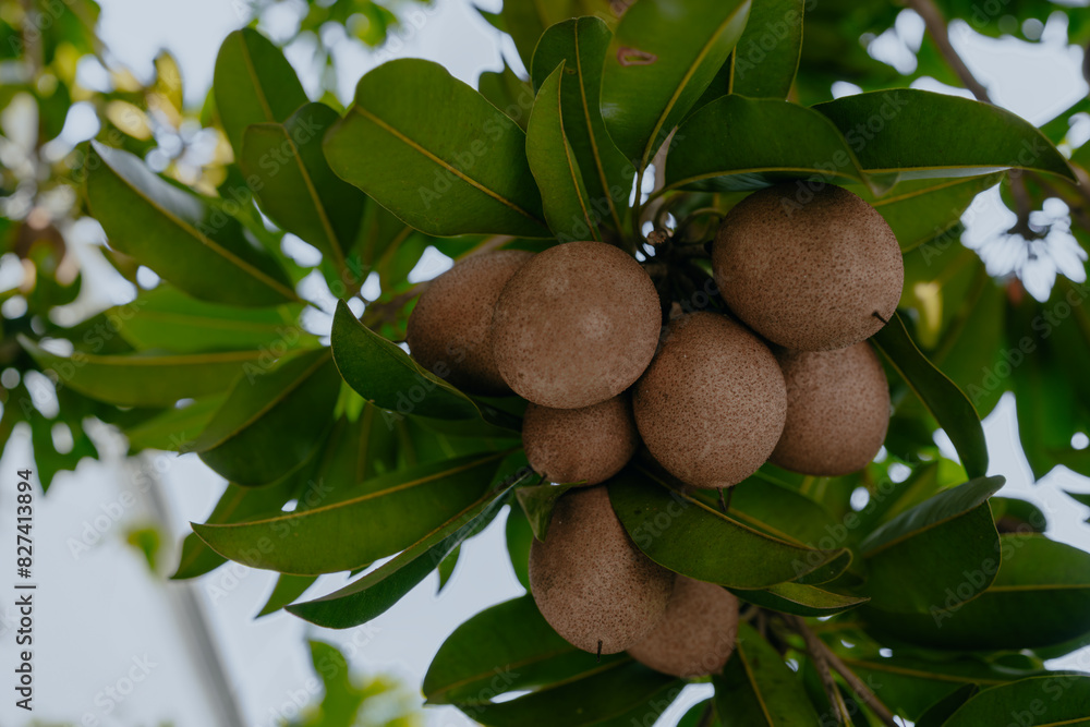 Sapodilla fruit on the sapodilla tree plant on summer, Sapodilla plum in the garden fruit in thailand. Sapodilla fruit on the sapodilla tree plant on summer, Sapodilla plum in the garden fruit in thailand.