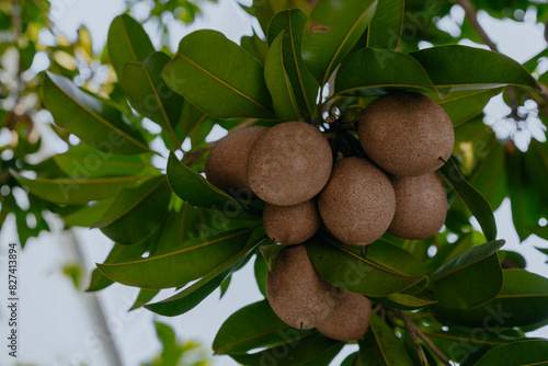 Sapodilla fruit on the sapodilla tree plant on summer, Sapodilla plum in the garden fruit in thailand. photo