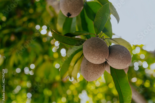 Sapodilla fruit on the sapodilla tree plant on summer, Sapodilla plum in the garden fruit in thailand. photo