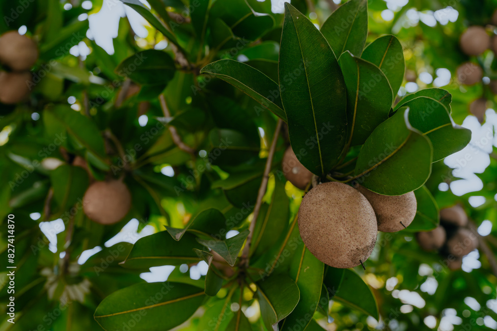 Sapodilla fruit on the sapodilla tree plant on summer, Sapodilla plum in the garden fruit in thailand. Sapodilla fruit on the sapodilla tree plant on summer, Sapodilla plum in the garden fruit in thailand.