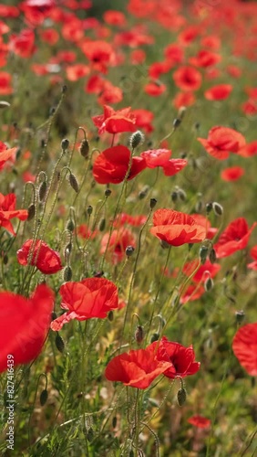 An expansive field filled with vibrant red poppies in full bloom, capturing the essence of natural beauty.