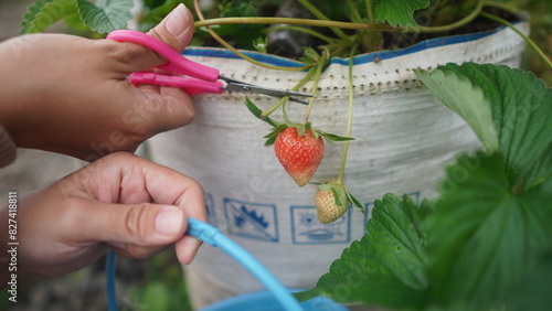 Ripe strawberries are cut with scissors