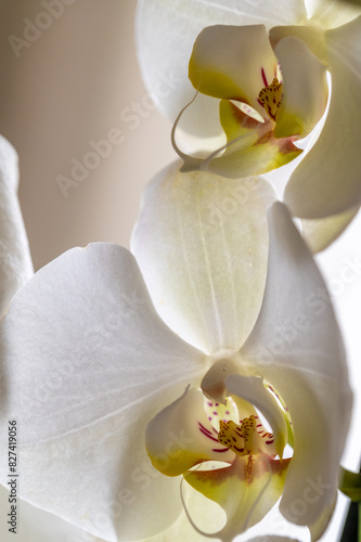 Vertical view of white orchid flower