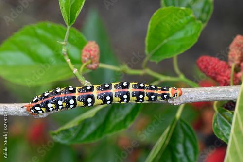 Yellow and black coloured caterpillar feeding on a tree branch. Euphorbia Hawk, Hyles Euphorbiae