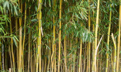 Bamboo trunks. Plant thickets closeup.