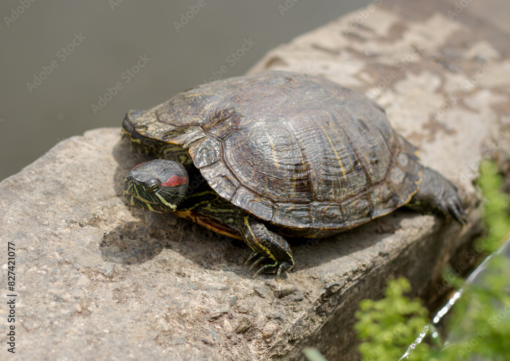 Obraz premium Pond slider (Trachemys scripta) resting in the sun