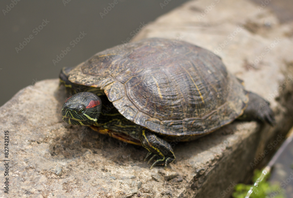 Pond slider (Trachemys scripta) resting in the sun Pond slider (Trachemys scripta) resting in the sun