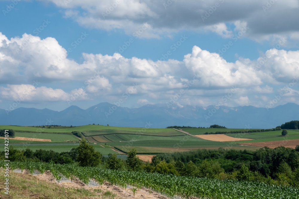 Fototapeta premium 夏の畑作地帯と山並み 十勝岳連峰 