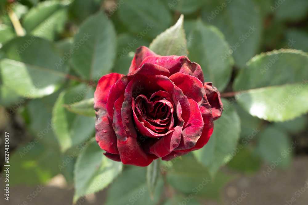 rose rot blume rose rot blume