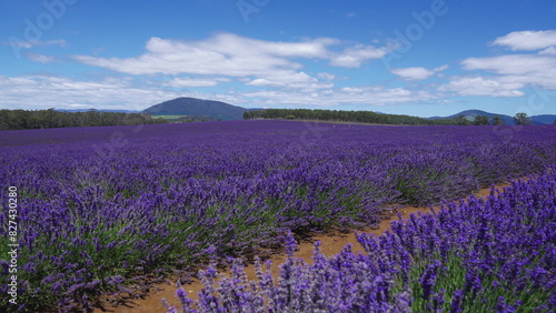purple lavender flowers in the field
