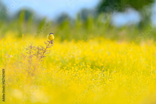 Fine art photography of Western yellow wagtail in the flowery meadow with blue sky on background (Motacilla flava)