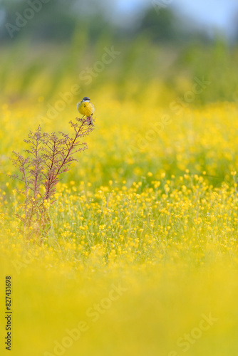 In the buttercup field, vertical portrait of the Western yellow wagtail (Motacilla flava)