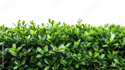 Lush green hedge with vibrant foliage transparent background, white background photo