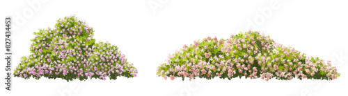 Vertor set of spring blossom tree,bloomimg plants side view for landscape elevation and section,eco environment concept design,watercolor illustration,meadow,rose