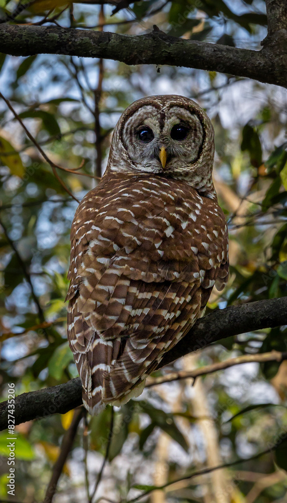 Obraz premium The barred owl. 