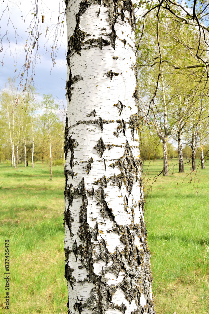 Spring landscape. Beautiful birch trees stand in even rows in the forest Spring landscape. Beautiful birch trees stand in even rows in the forest