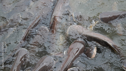 Many black striped catfish swim in the river in Thailand photo