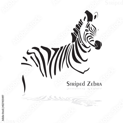 zebra,striped zebra,the head of zebra,animal,body of zebra