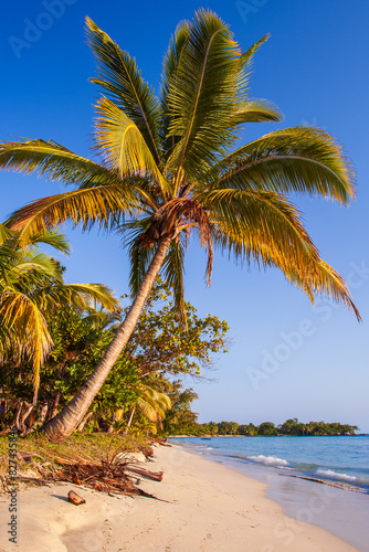 Beach with palm trees,  Ile aux Nattes (Sainte Marie), Madagascar photo