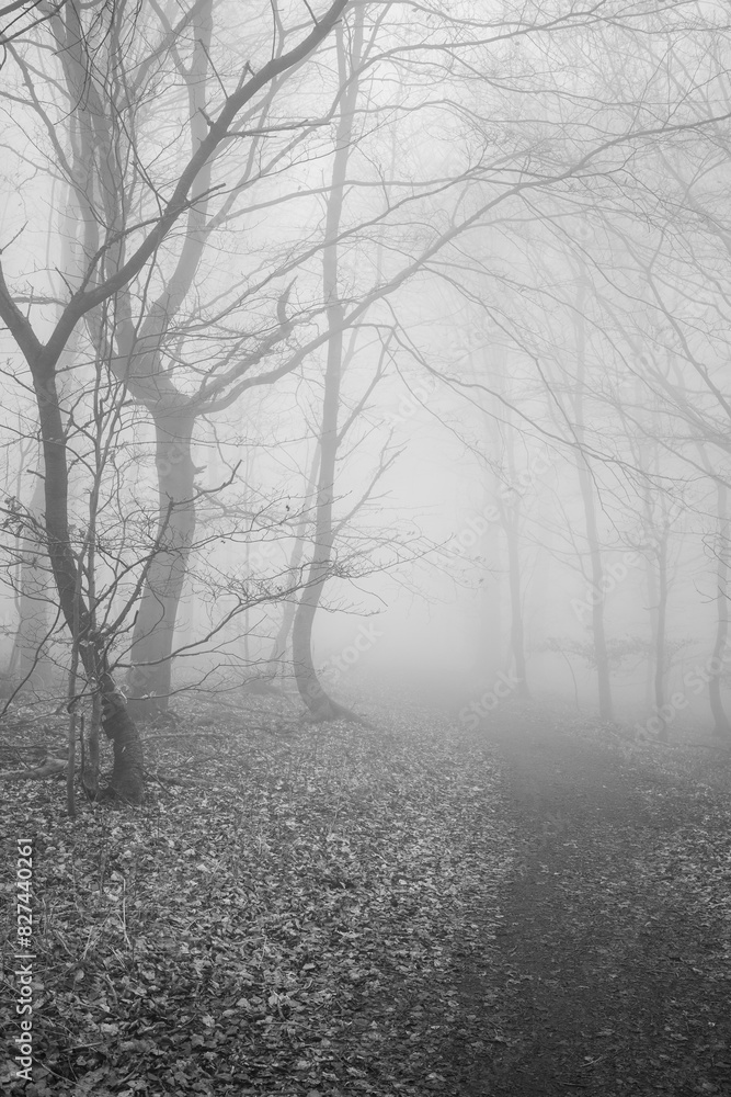 Fototapeta premium The forest in a fog.