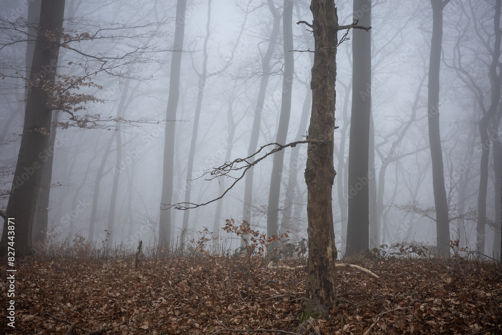 Obraz premium The forest in a fog.