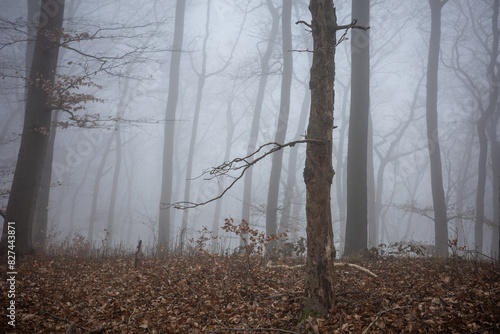 Wallpaper Mural The forest in a fog. Torontodigital.ca