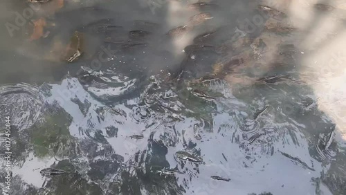 Video of pond full of suckermouth catfish, sweeper fish or Hypostomus plecostomus photo