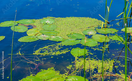 Floating aquatic plants, water lily Nymphaea candida and yellow capsule Nuphar lutea photo