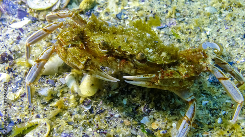 Swimming crab (Macropipus holsatus) eating mussel meat, Black Sea