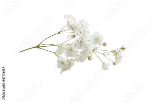 A single Gypsophila flower suspended in mid-air, capturing its delicate form and highlighting its intricate details. isolated on white background