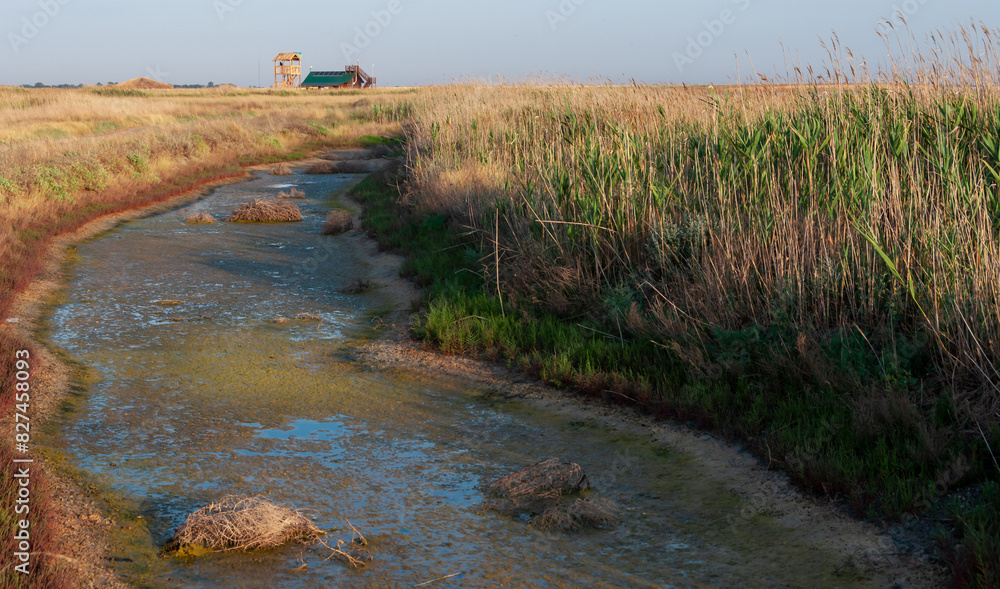 Salt-tolerant aquatic plants in a drying coastal reservoir on the shore of the shallowing Tuzlovsky estuary