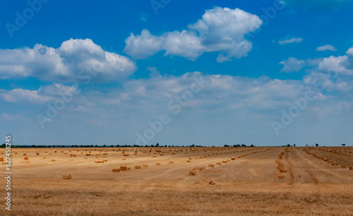 Straw collected in square bales on a harvested wheat field, blue sky over the field, Ukraine