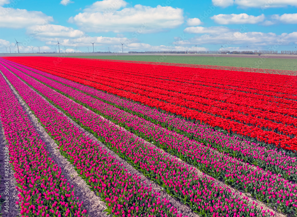 Aerial from tulip fields in spring in the Netherlands