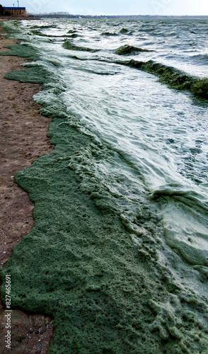 Storm washed up on the Black Sea a toxic blue-green algae (Nodularia spumigena) photo