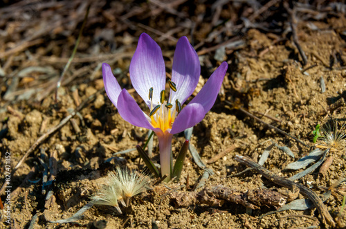 Ephemeral flowers, primroses in the wild (Colchicum ancyrense) photo