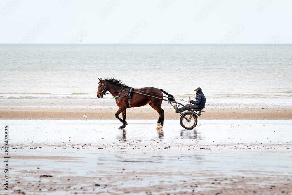 horse and rider on the beach in Normandy horse and rider on the beach in Normandy