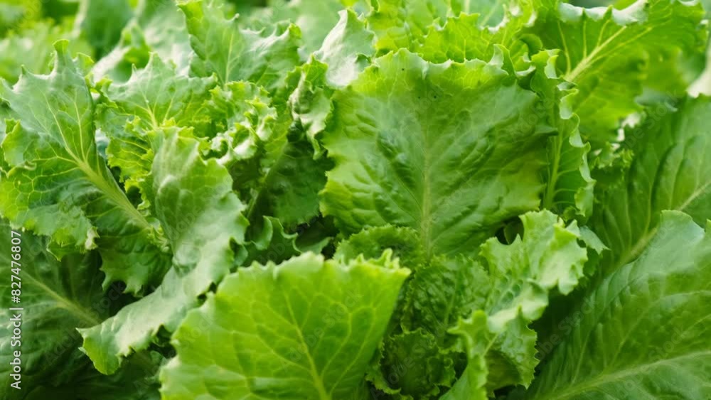 Lettuce growing in the garden. Selective focus. Lettuce growing in the garden. Selective focus.