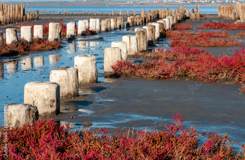 Self-settling salt on wooden logs. Hypersaline water in a drying lake, an environmental problem photo