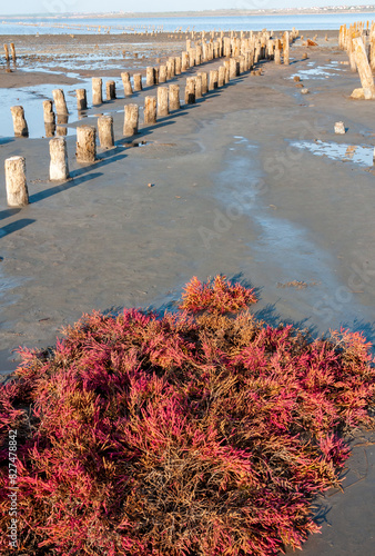 Self-settling salt on wooden logs. Hypersaline water in a drying lake, an environmental problem photo