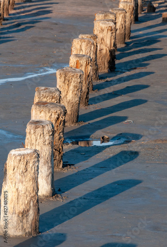 Self-settling salt on wooden logs. Hypersaline water in a drying lake, an environmental problem photo