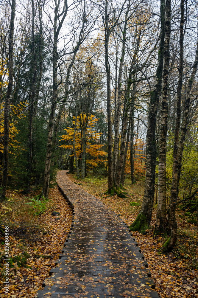 Wooden path in the Black Moor after a rain in autumn