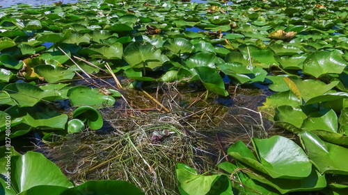 Chlidonias hybrida, nest on floating algae with eggs in Kugurluy lake photo