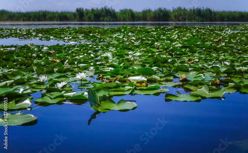 Beautiful white water lily (Nymphaea alba) flowers on the water surface in the lake photo