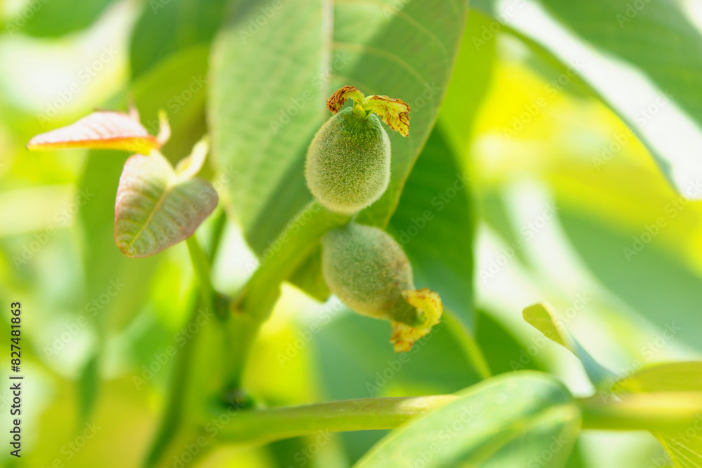 Green unripe walnuts growing on a tree. Selective focus Green unripe walnuts growing on a tree. Selective focus