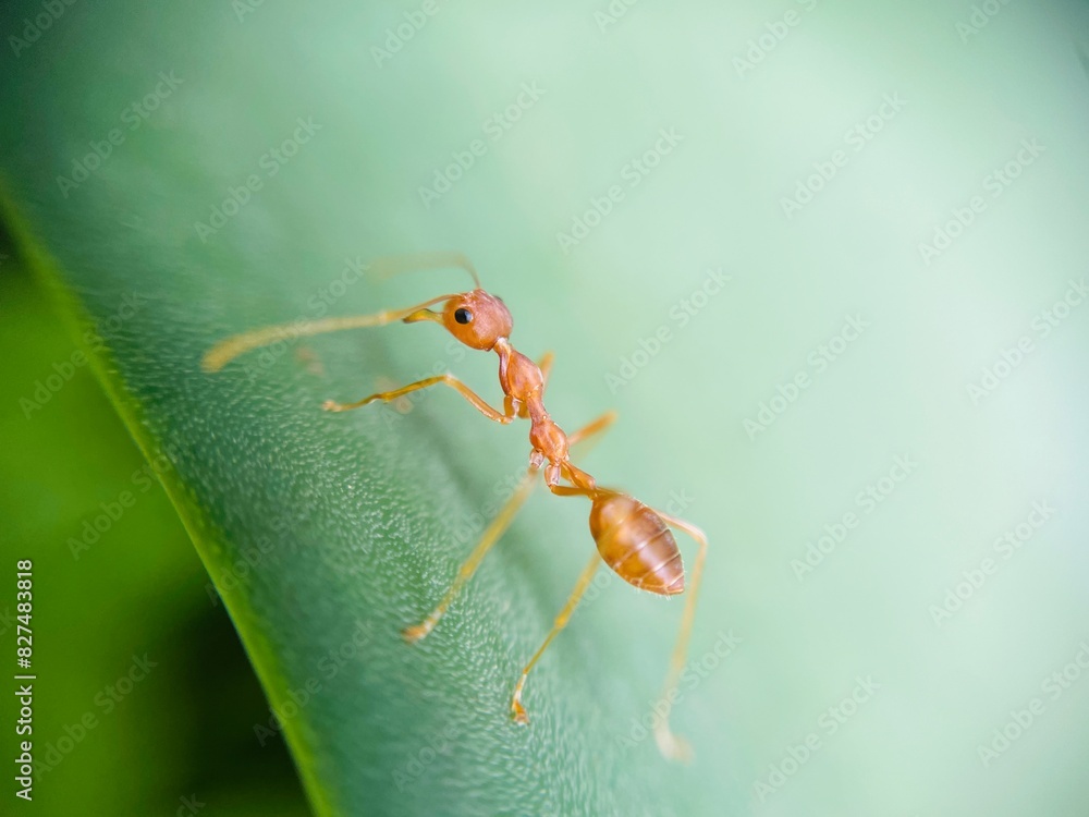 ant on leaf ant on leaf