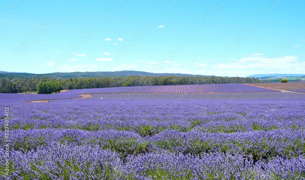 Naklejka premium lavender fields with blue sky