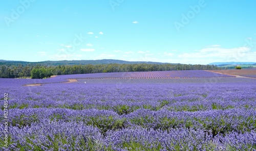 lavender fields with blue sky