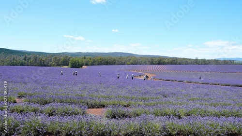lavender fields with blue sky. several visitors could be seen from a distance