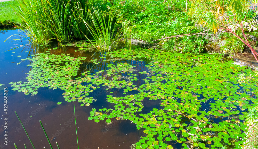 Green floating leaves of aquatic plants in an artificial lake in a landscape design in a city park Green floating leaves of aquatic plants in an artificial lake in a landscape design in a city park