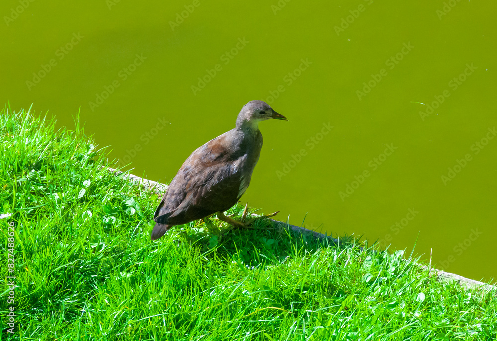 Fototapeta premium Shepherdesses bird against the background of green grass and water in a city park in Nantes, France